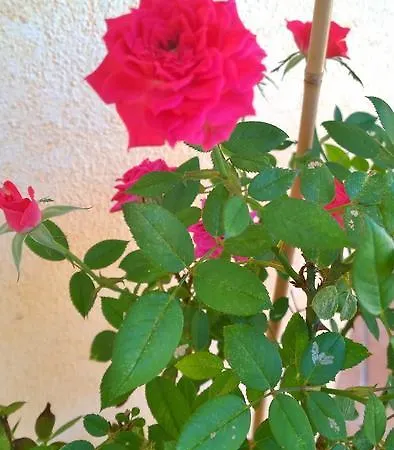 Appartamento Casa Vacanze Rosa *